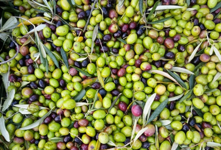 Olive raccolte