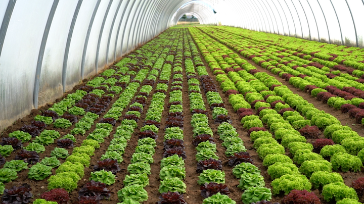 Riuscire a produrre tutto l'anno insalate di qualità soddisfacente è una delle sfide dell'Azienda