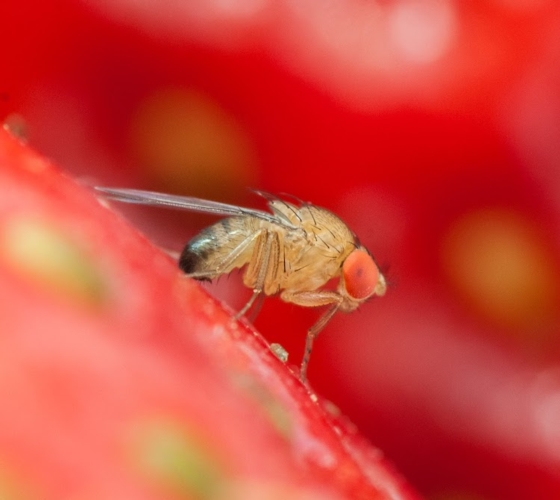 Un esemplare di Drosophila suzukii