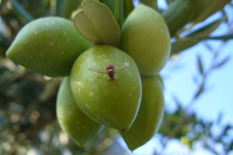 Un esemplare di mosca dell'olivo