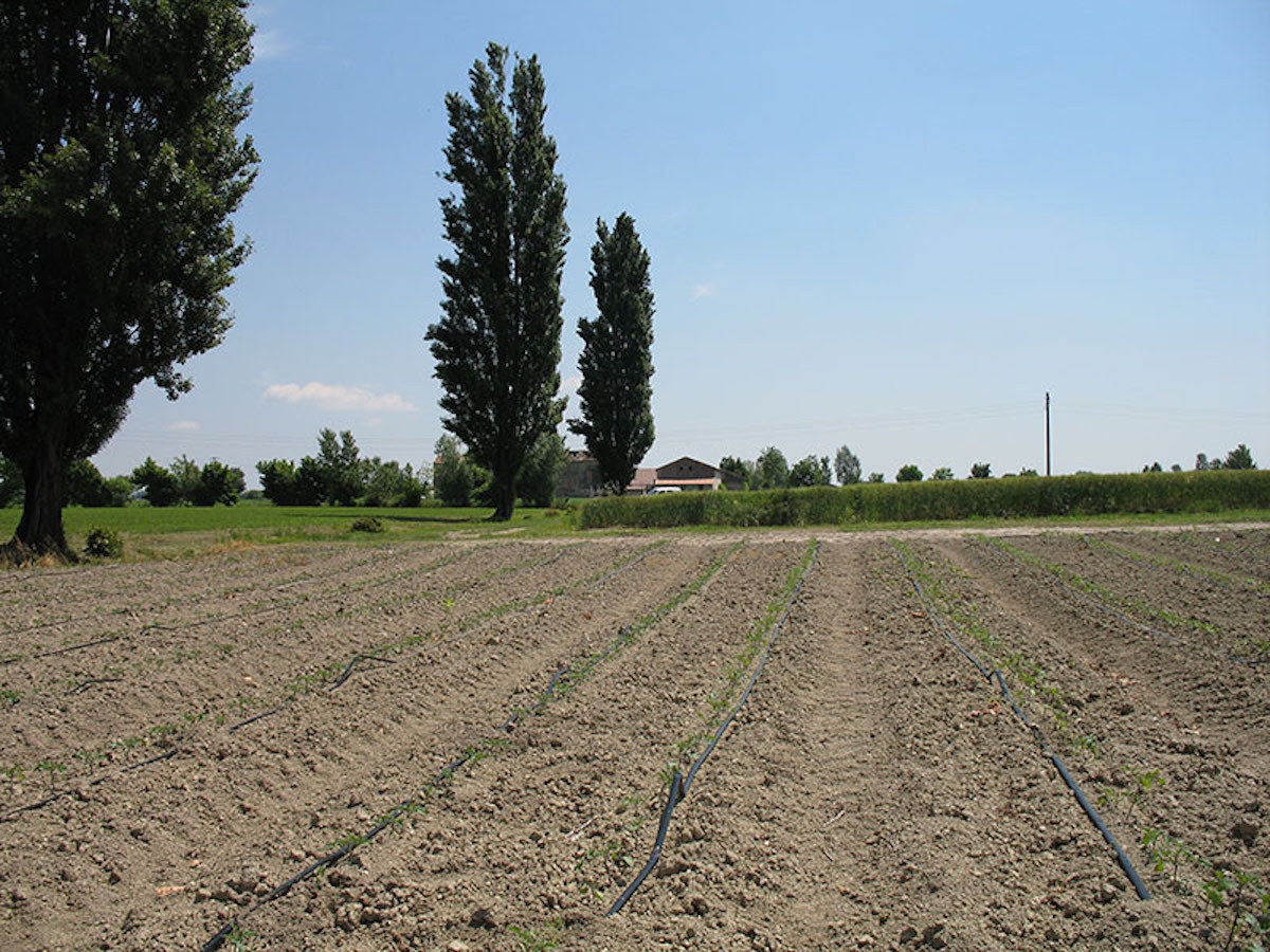 Manichette stese a terra per irrigare il pomodoro
