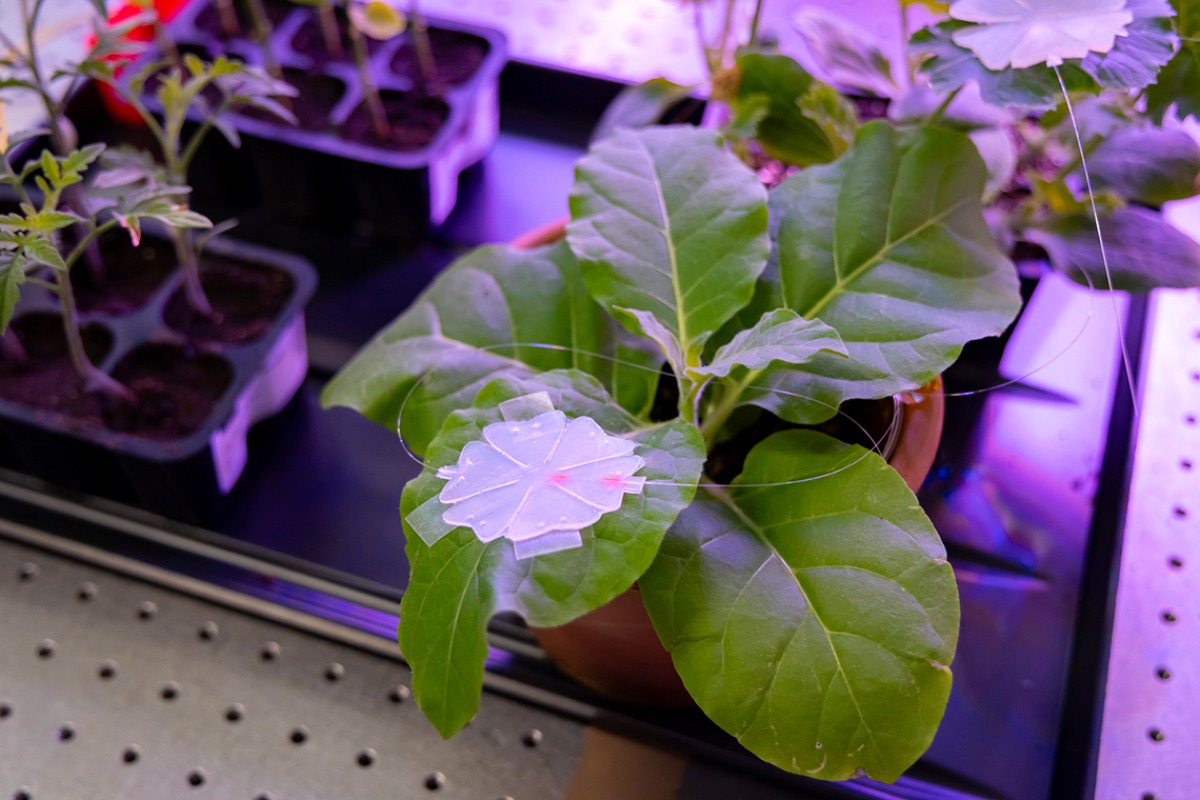 Un sensore applicato ad una pianta di tabacco