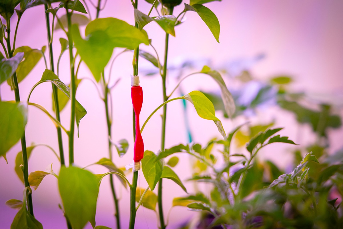 Un sensore applicato ad una pianta di peperoncino