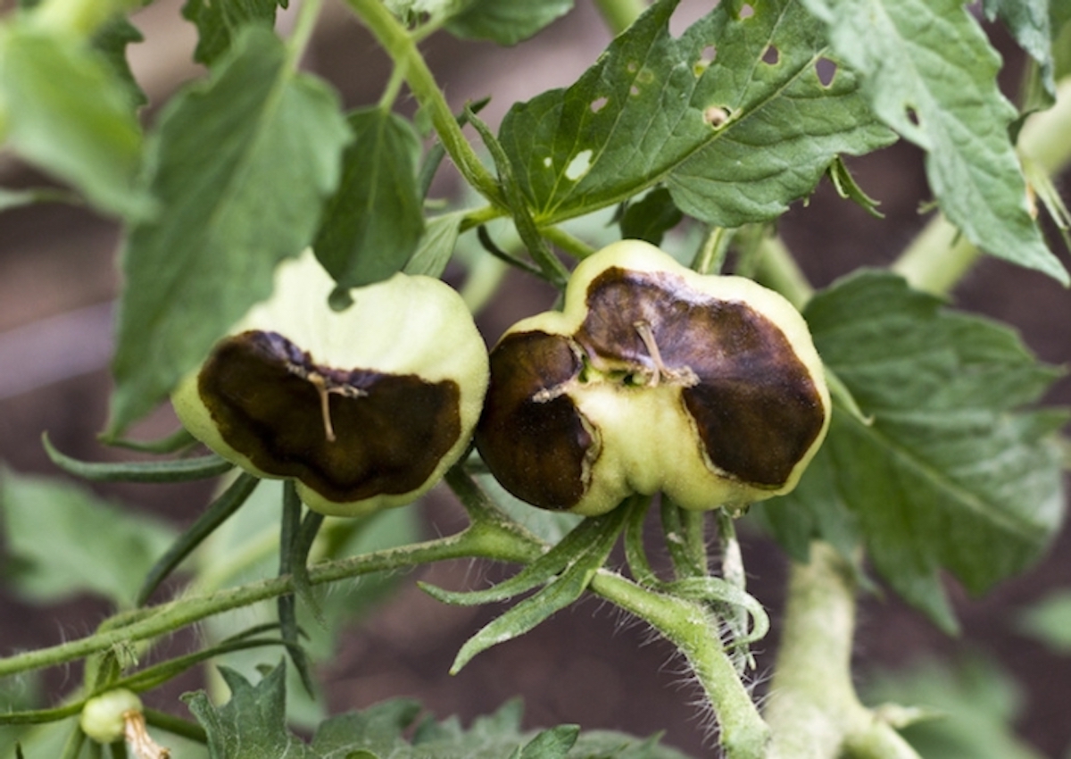 Il marciume apicale del pomodoro è causato da uno squilibrio nutrizionale