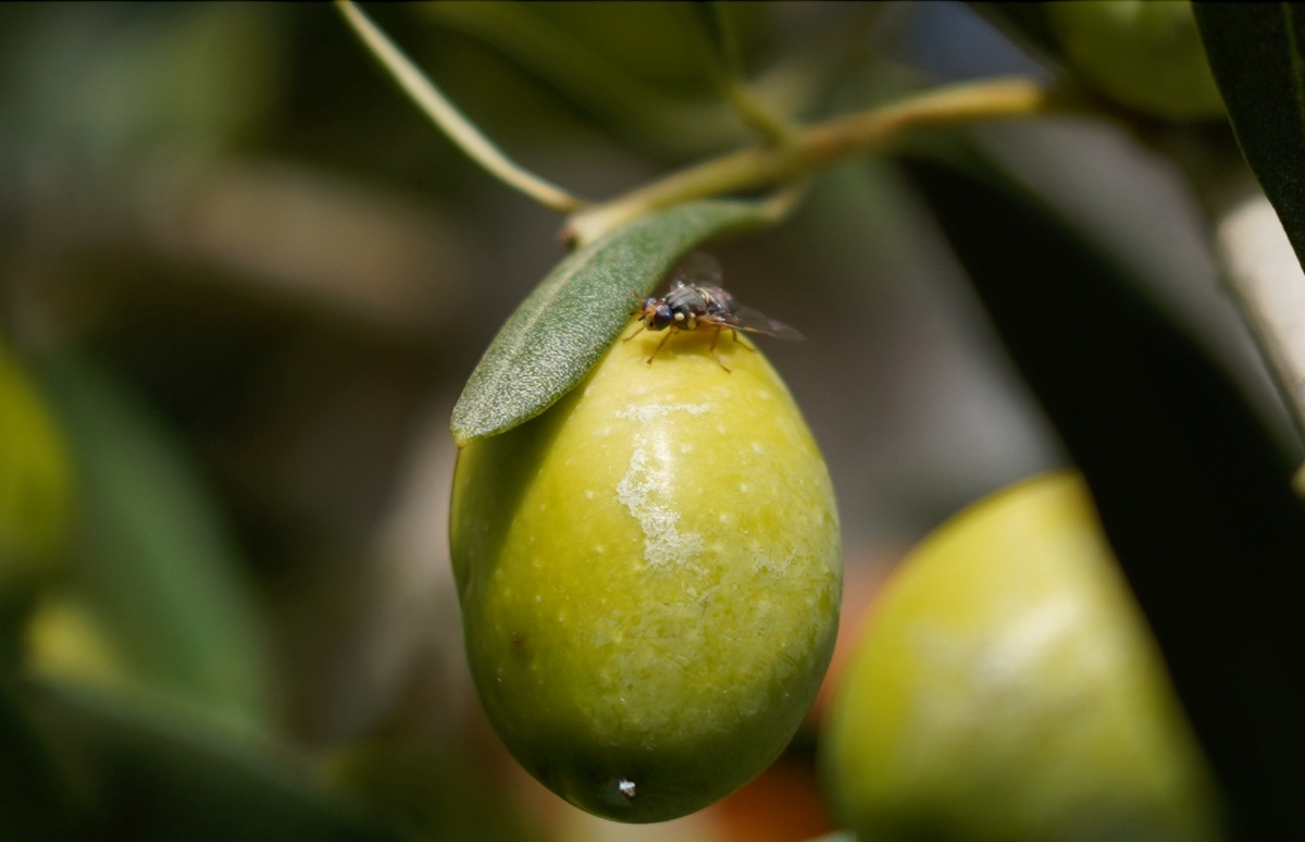 Mosca a Polpa Sulla Vista Del Profilo Delle Foglie Immagine Stock