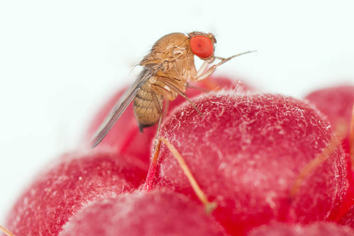 La Drosophila suzukii, il moscerino dei piccoli frutti