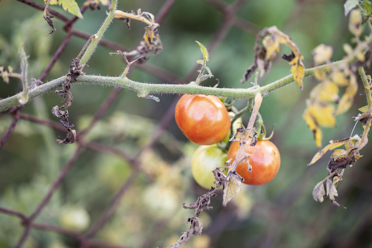 Una pianta di pomodoro fortemente danneggiata da peronospora