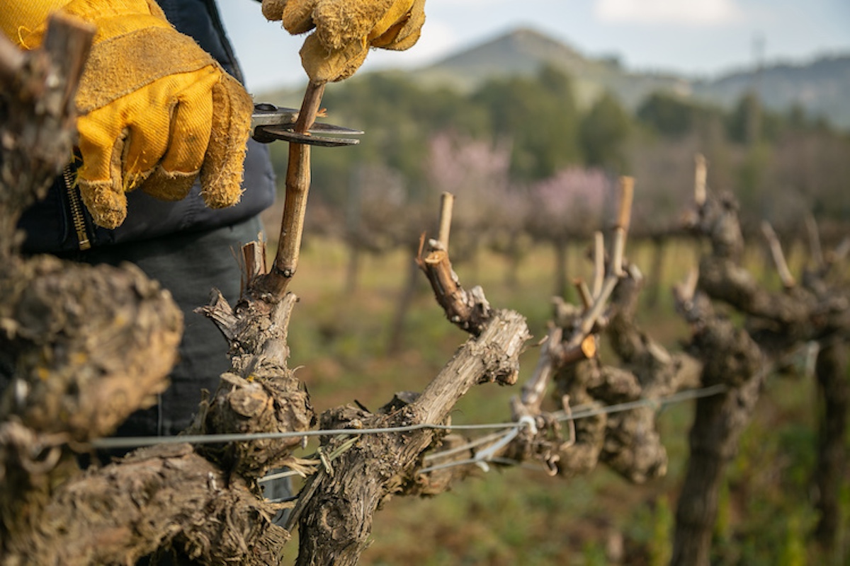 La potatura delle vigne è un'operazione fondamentale perché pone le basi per la produzione futura
