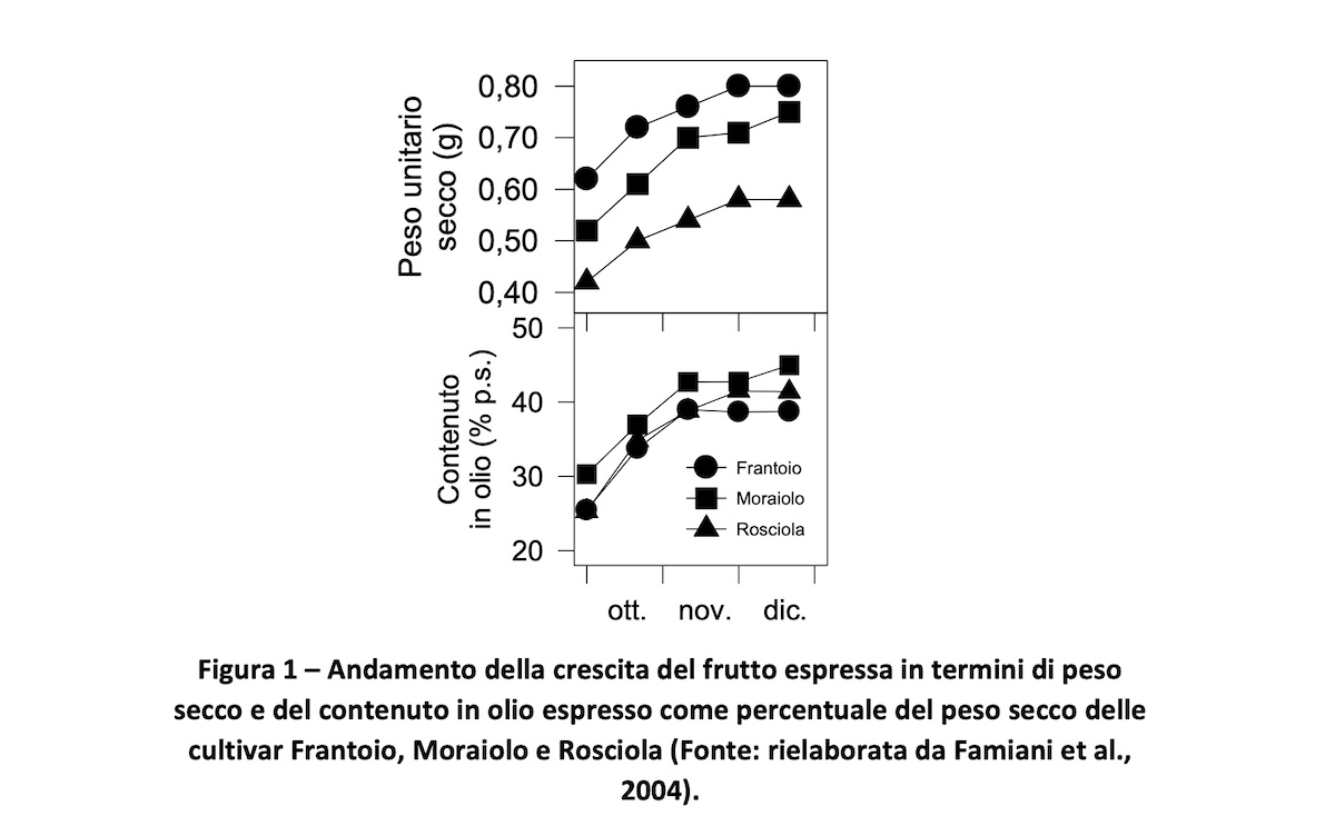 Andamento della crescita del frutto espressa in termini di peso secco e del contenuto in olio espresso come percentuale del peso secco delle cultivar Frantoio, Moraiolo e Rosciola