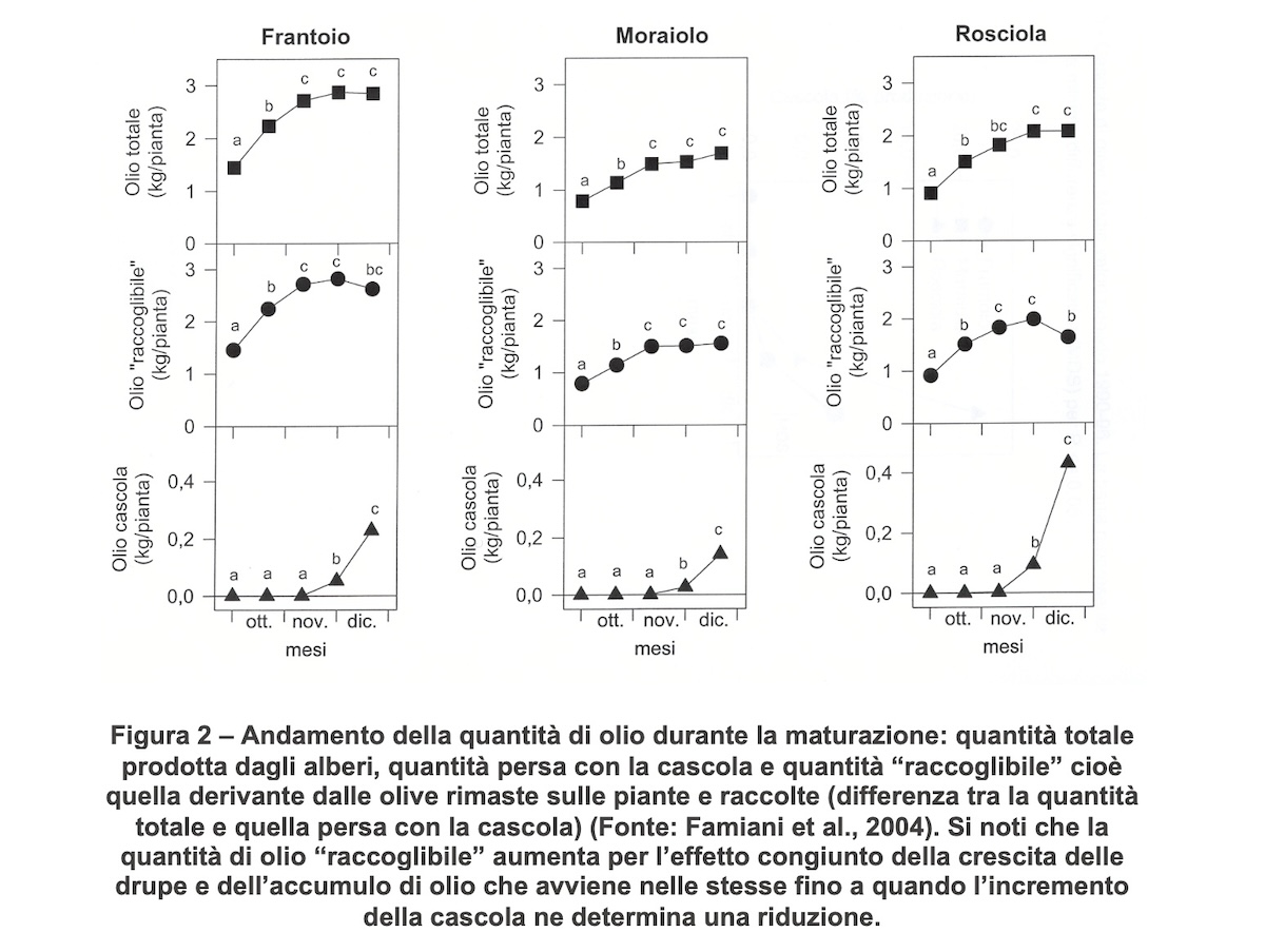 Andamento della quantità di olio durante la maturazione