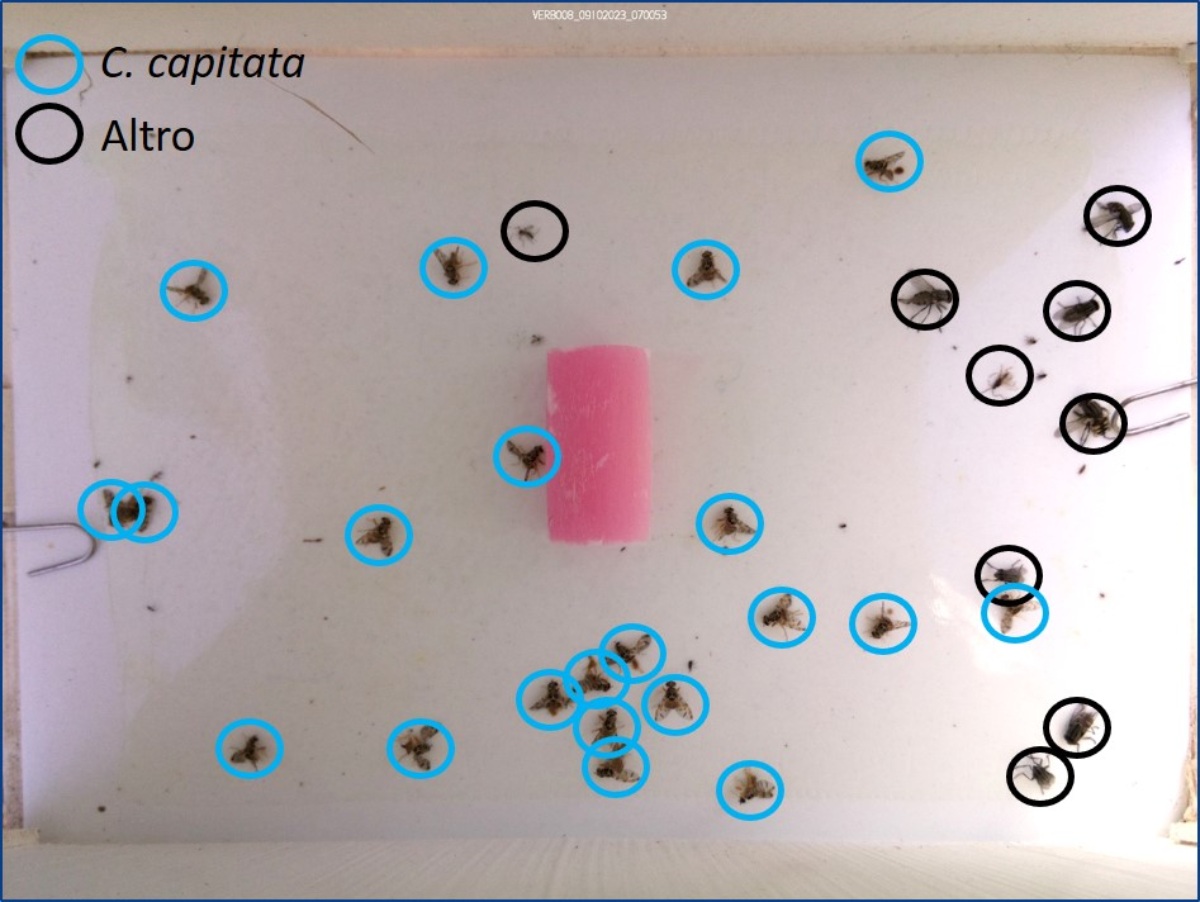 La classificazione automatica delle catture operata dall'intelligenza artificiale