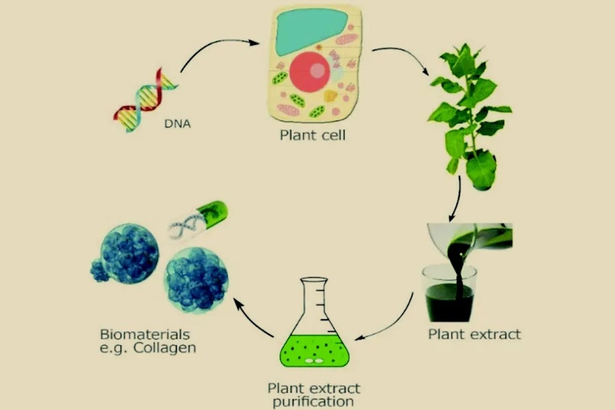 Molecular farming: una storia lunga decenni