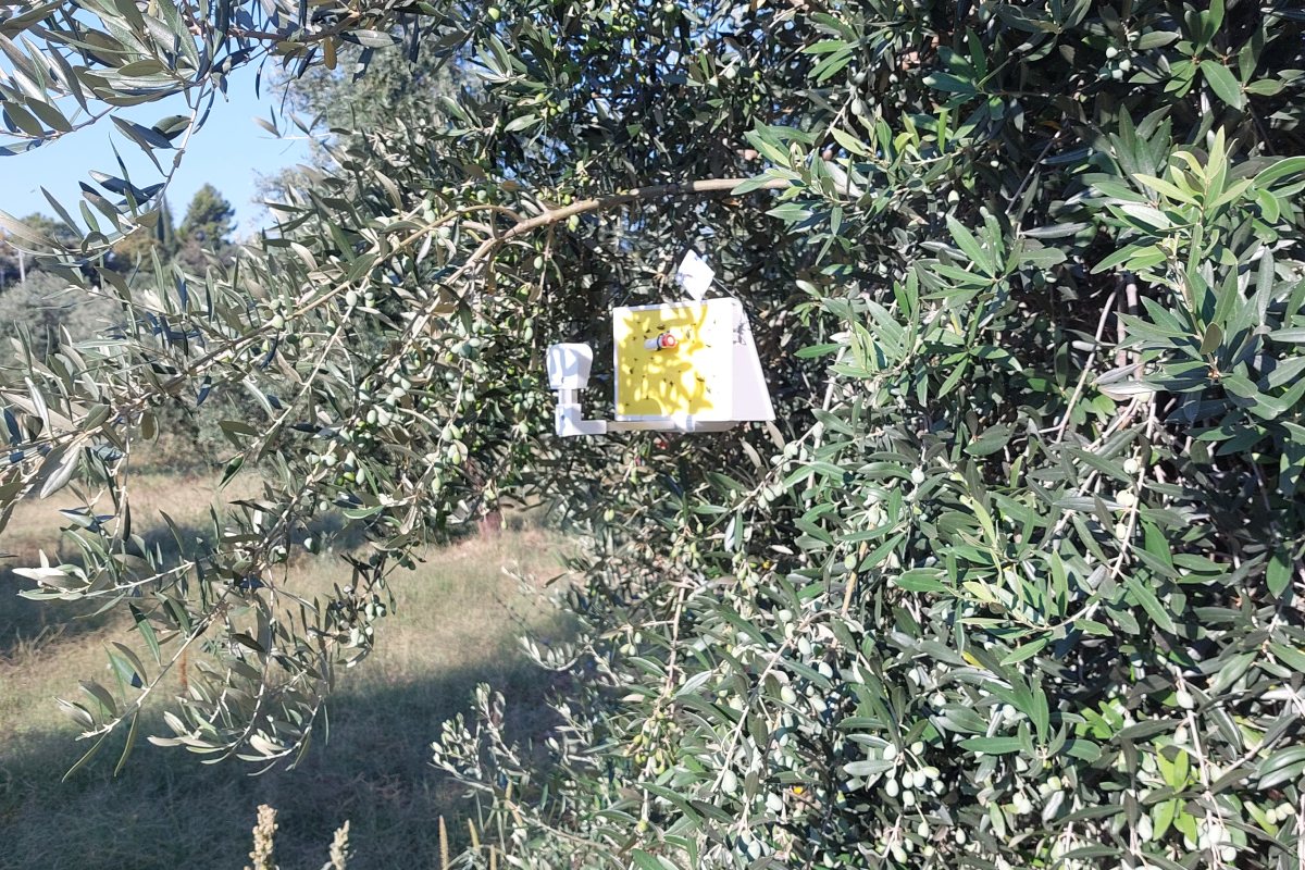 La trappola smart sviluppata per la mosca dell'olivo