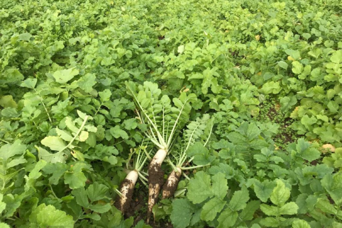 La radice del rafano aratore penetra nel terreno in profondità