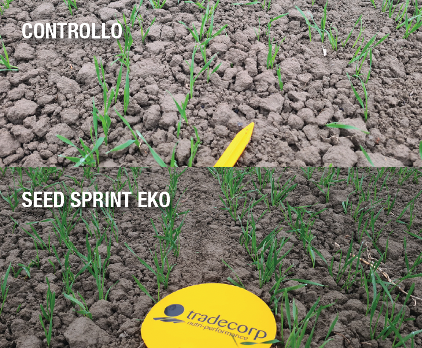 Seed sprint eKo è consigliato su cereali alla dose 30-45 kg/ha