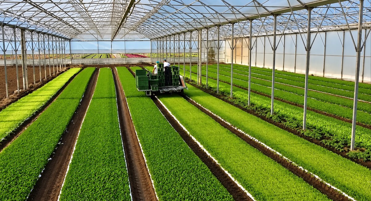Serra di rucola e sperimentazione contro il cuneo salino
