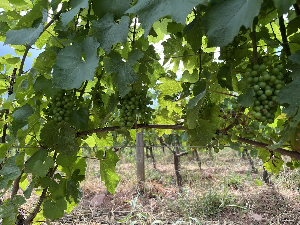 Il progetto ha ricevuto finanziamenti dal Programma LIFE dell'Unione Europea Project 101113620 — LIFE22-CCA-IT-LIFE VitiCaSe - 'Viticulture for Soil Organic Carbon Sequestration'