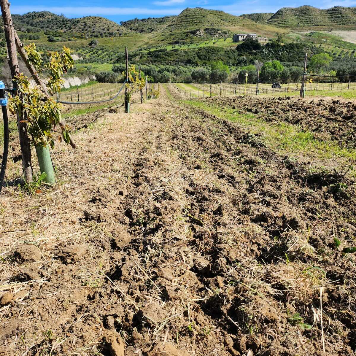 Roberta Canino ha piantato diverse varietà di avocado per capire quale meglio si adattano alle condizioni pedoclimatiche della zona in cui si trova