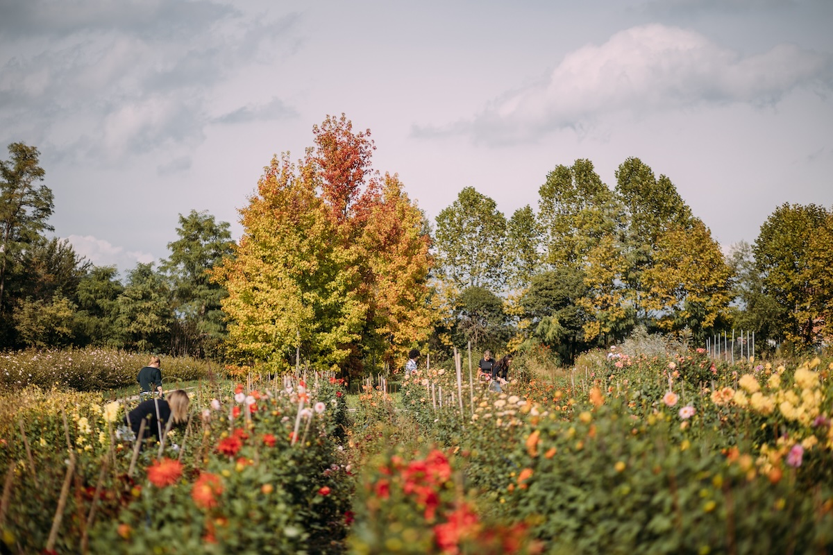 L'azienda produce fiori da taglio in pieno campo in maniera altamente sostenibile