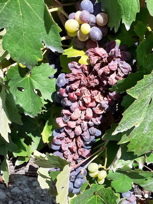 Sintomo di grave scottatura su grappolo di Barbera dell'azienda vitivinicola Villa Rosa di Illari Andrea e C. SS società agricola, agosto 2020