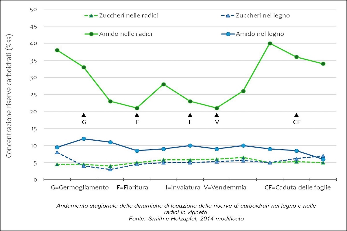 grafico-fioritura-invaiatura-vendemmia-settembre-2024-fonte-unimer-1200x800.jpeg