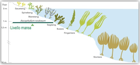 Distribuzione di Ascophyllum nodosum lungo i fondali delle coste marittime in cui cresce