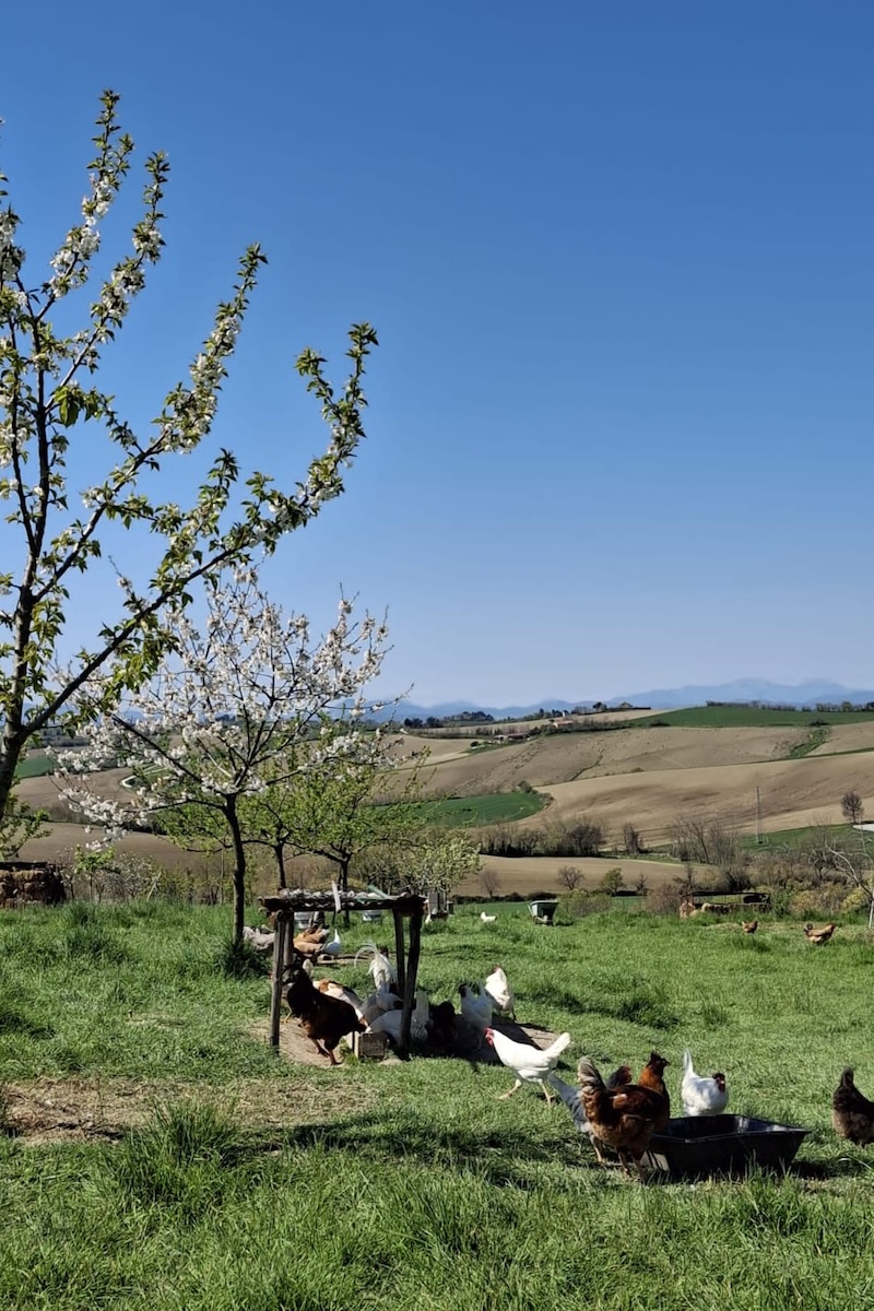 Allevamento al pascolo di galline