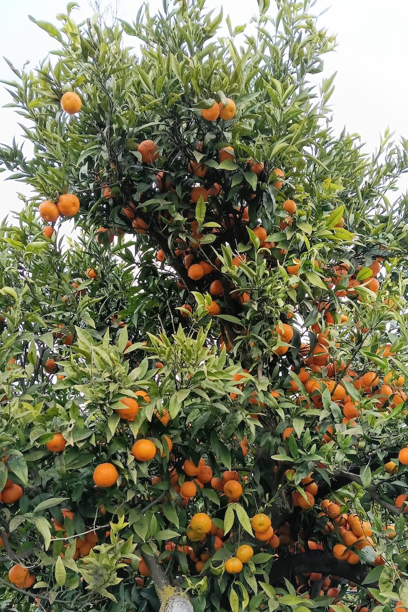 arancio-arance-agrumi-agrumicoltura-puglia-agricoltura-naturale-coreana-knf-fertilita-fermentati-fonte-enzo-notaristefano-800x1200.jpg