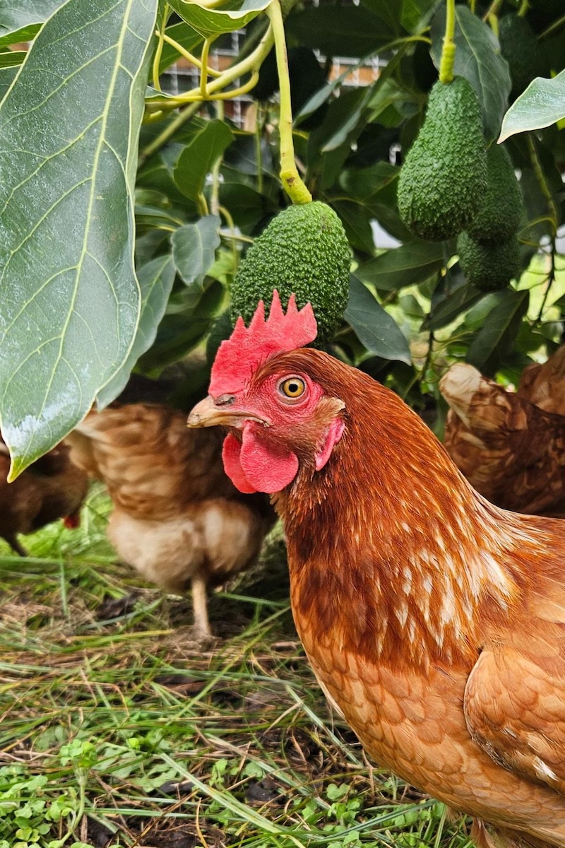 Galline al pascolo in un avocadeto
