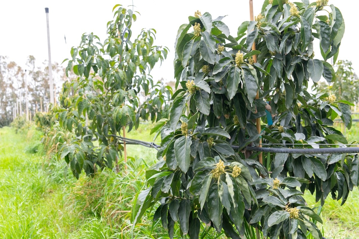 Impianto di avocado in agricoltura rigenerativa