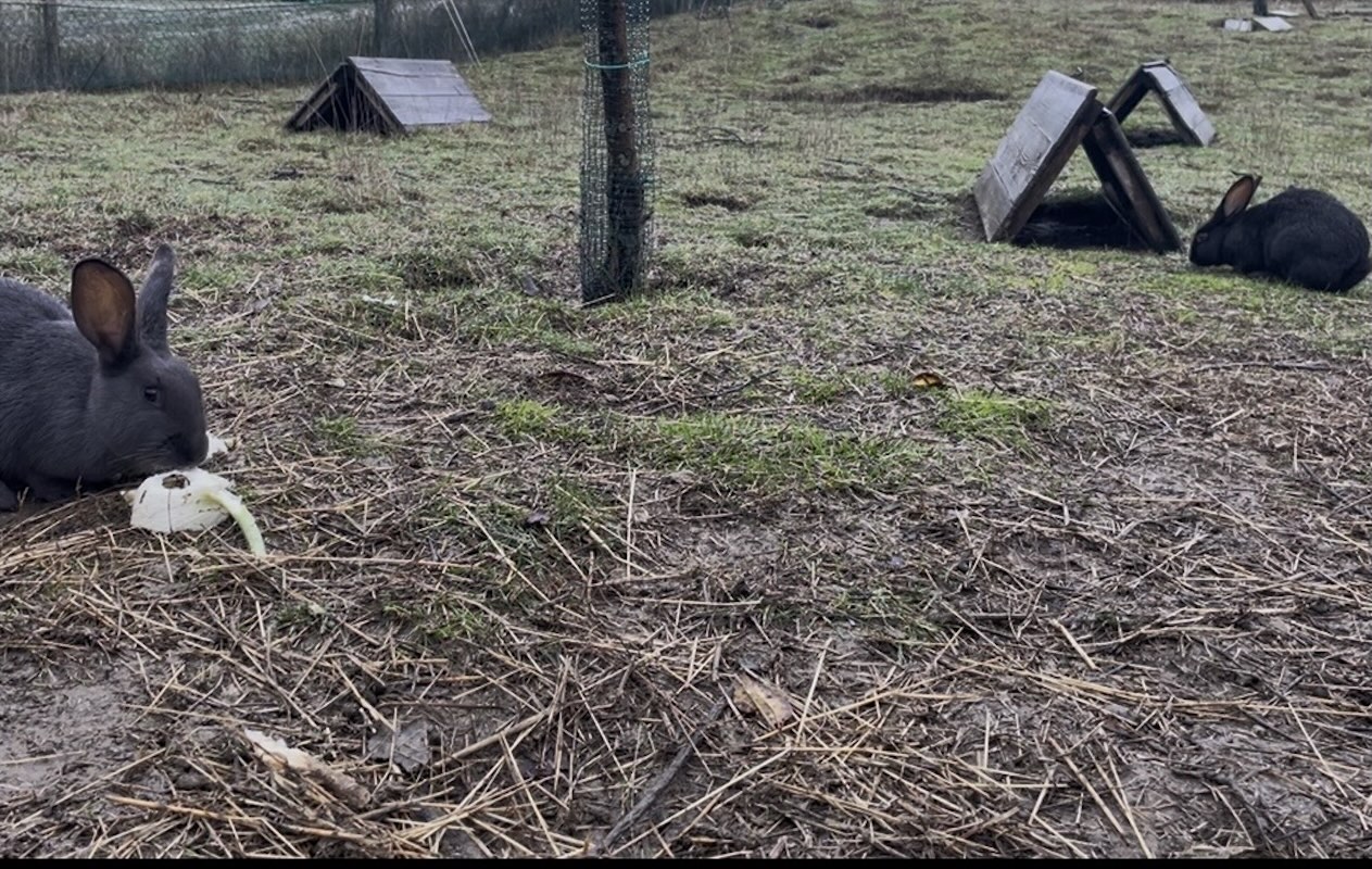 Allevamento di conigli