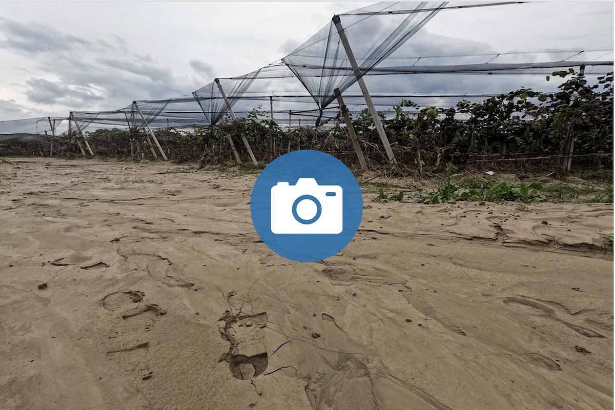 copertina-fotogallery-alluvione-emilia-romagna-kiwi-azienda-igelsi-fratellilanzoni-settempre-2024-fonte-agronotizie-1200x800.jpg