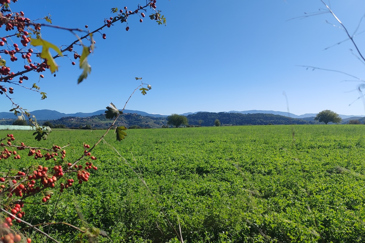 erba-medica-agroecologia-multifunzionale-evento-corso-eit-food-fattoria-lucciano-viterbo-settembre-2024-fonte-agronotizie-1200x800.jpg