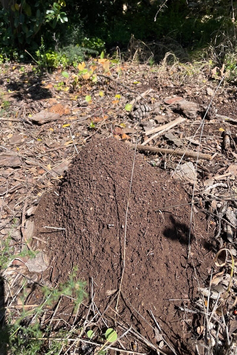 Cumulo di terra per formicaio