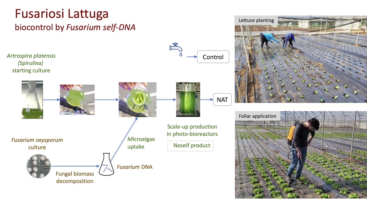 Ricerca dell'Università di Napoli