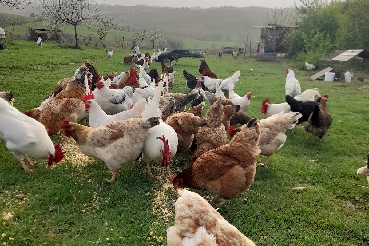 Allevamento al pascolo delle galline