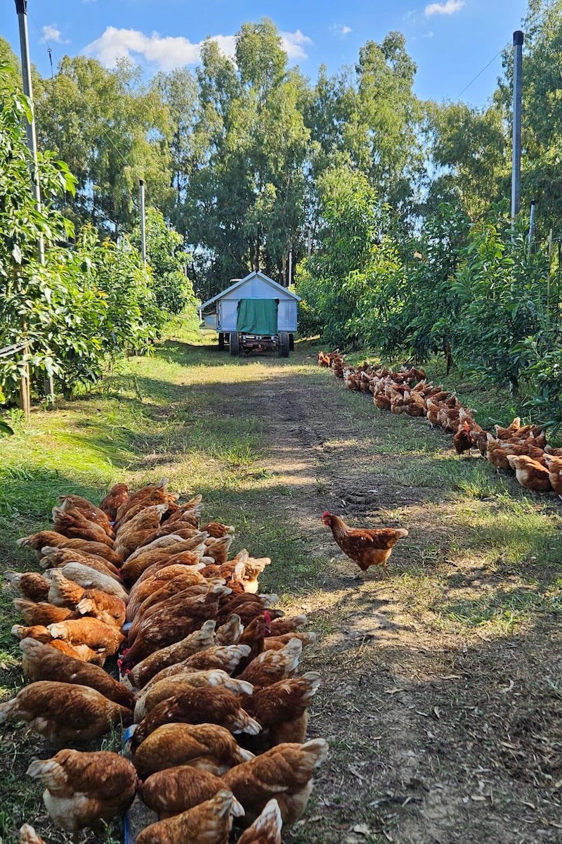 Pascolo razionale delle galline in un avocadeto