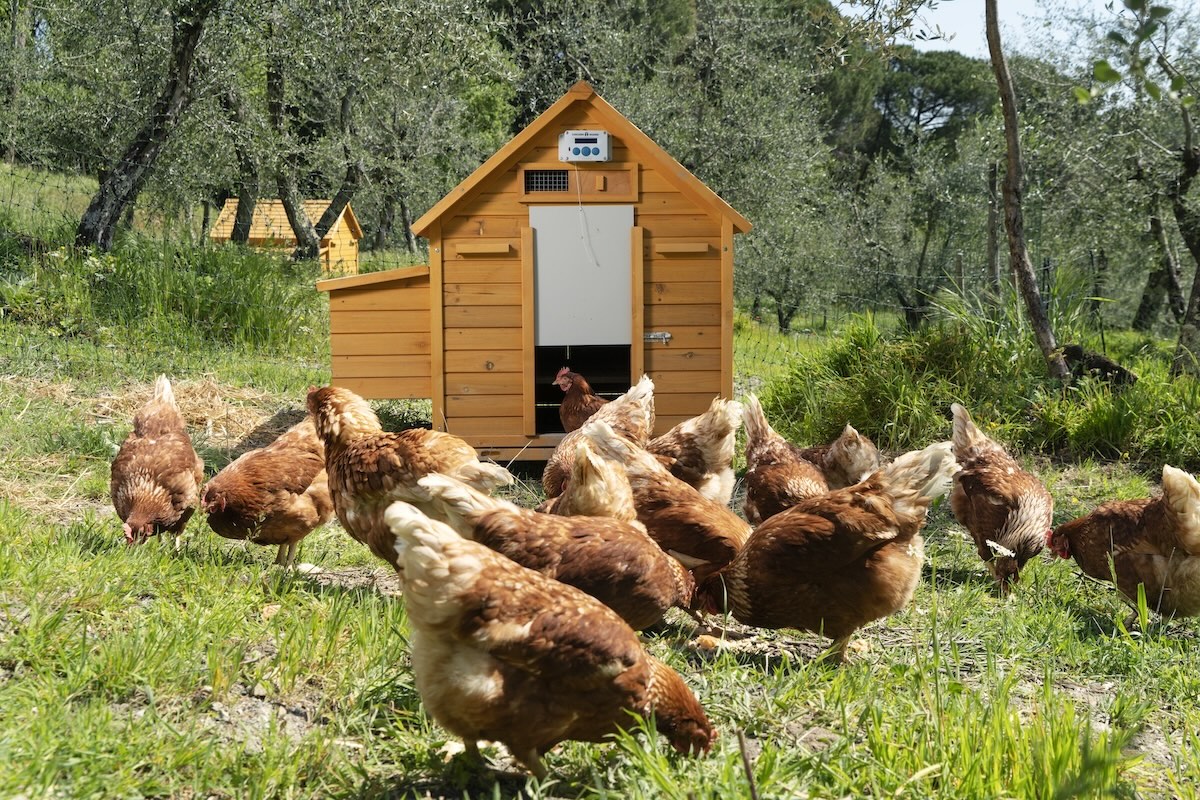 Galline al pascolo razionale