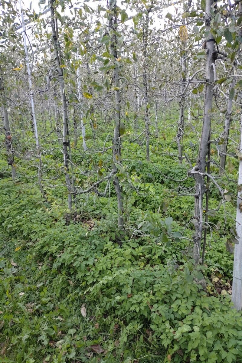 glomerella-malattia-fungo-colletotrichum-melo-melicoltura-disseccamento-sintomi-settembre-2024-fonte-centro-consulenza-fruttiviticoltura-alto-adige.jpeg