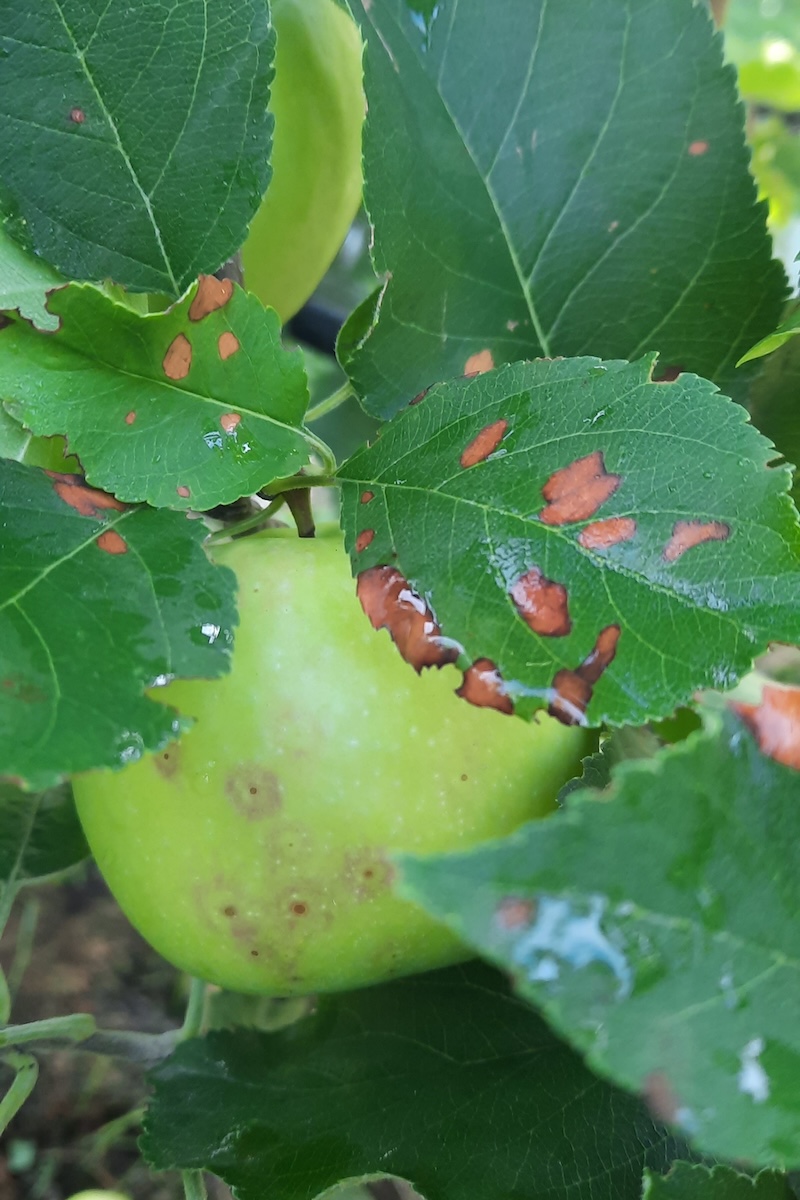 glomerella-mele-mela-sintomi-fungo-patogeno-colletotrichum-melicoltura-settembre-2024-fonte-centro-consulenza-fruttiviticoltura-alto-adige.JPG