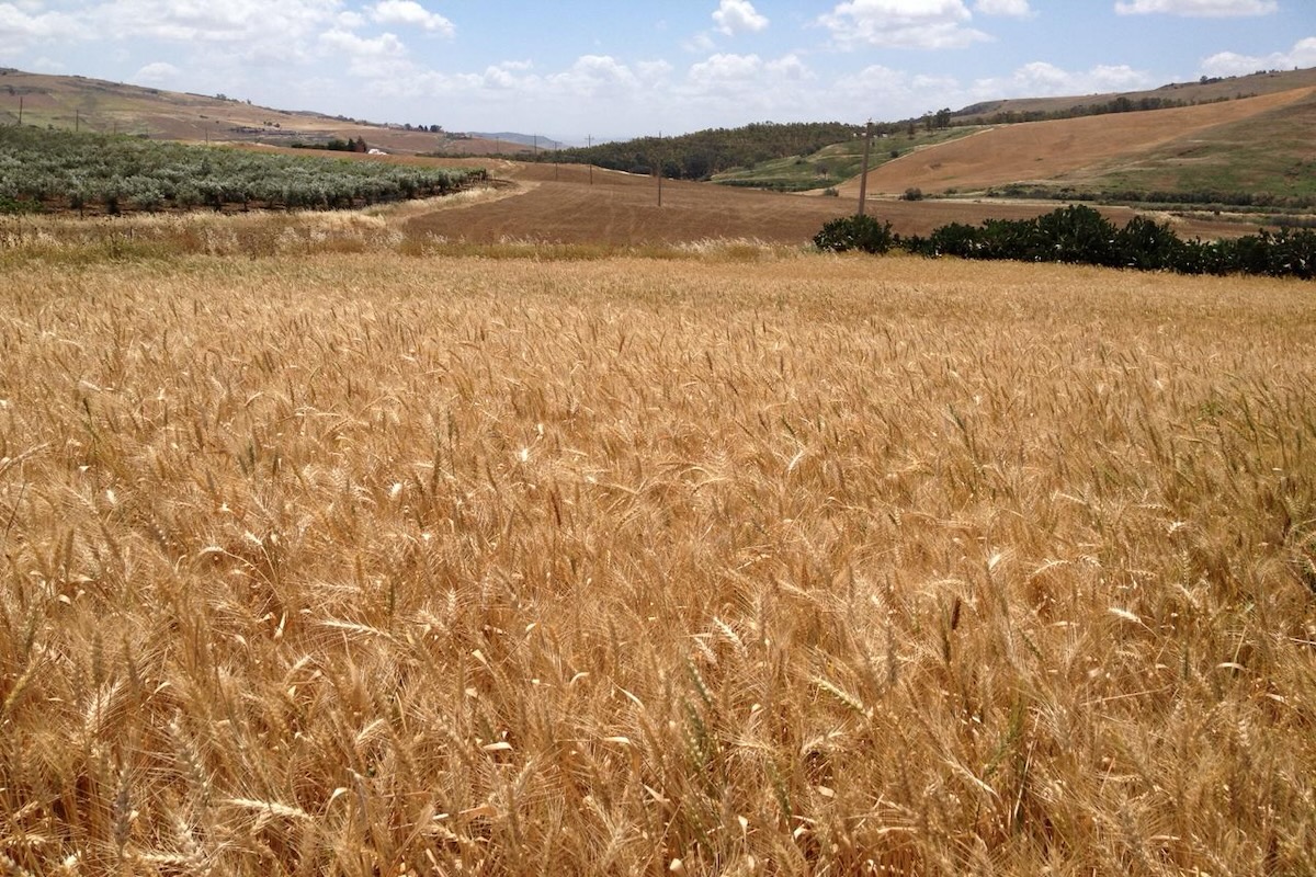 Campo di popolazione evolutiva di frumento tenero in Sicilia