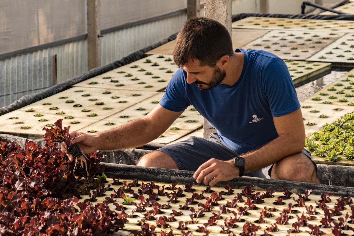 lorenzo-cannella-acquaponica-idroponica-lattughe-insalate-sicilia-scicli-settembre-2024-fonte-azienda-mangrovia.jpg