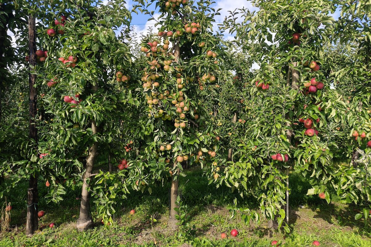 Meleti sperimentali in Belgio