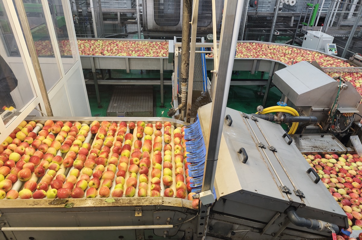 mele-selezione-lavaggio-stoccaggio-belorta-azienda-belgio-press-tour-vlam-settembre-2026-fonte-agronotizie.jpg