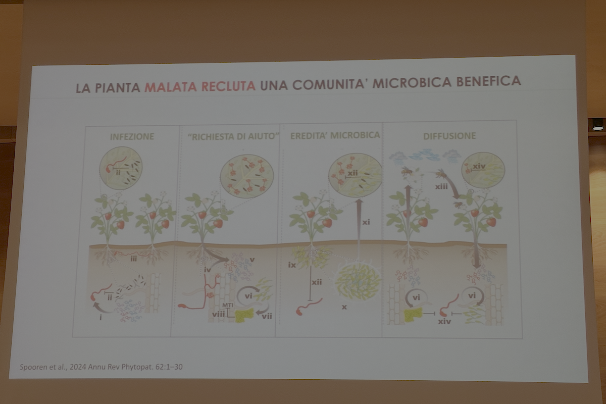 microbioma-rizosfera-evento-riduzione-agrofarmaci-novembre-2024-presentazione-Polverani-universita-verona-fonte-agronotizie-1200x800.png