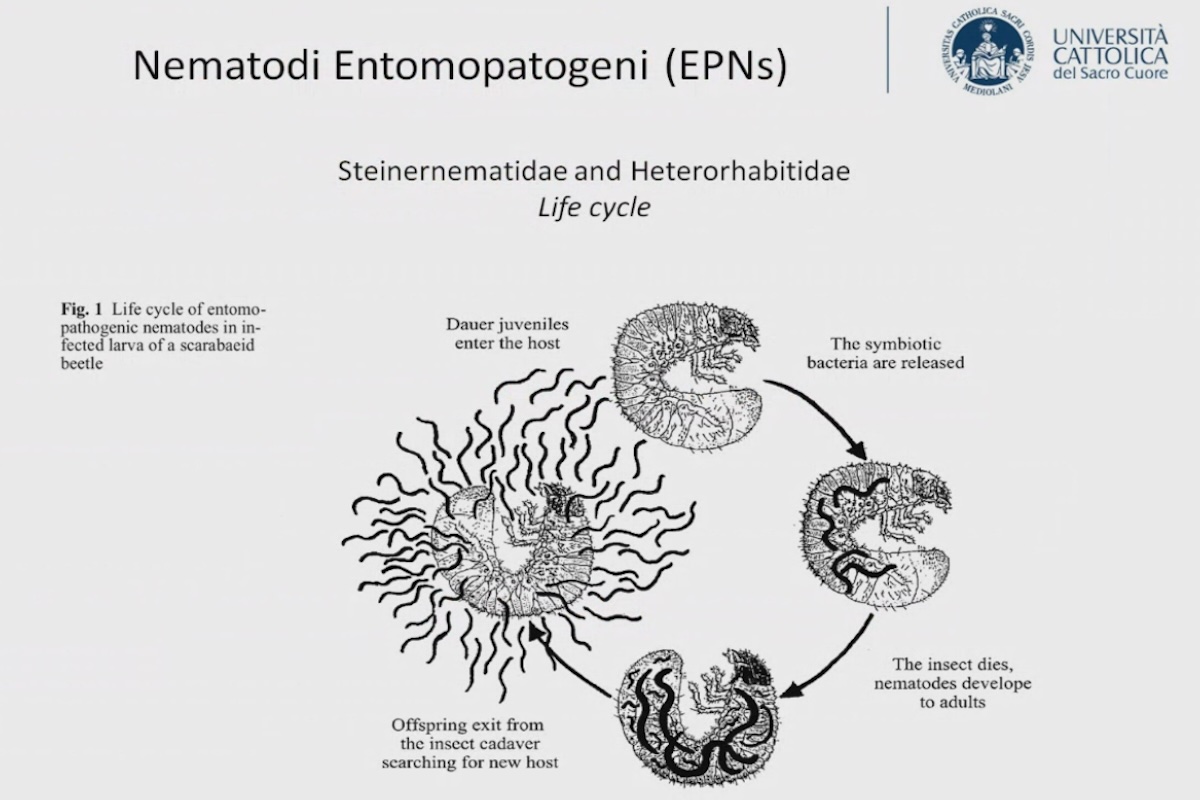 nematodi-entomopatogeni-steinernematidae-heterorhabitidae-controllo-biologico-microrganismi-utili-gennaio-2024-fonte-biosolution-academy.jpg