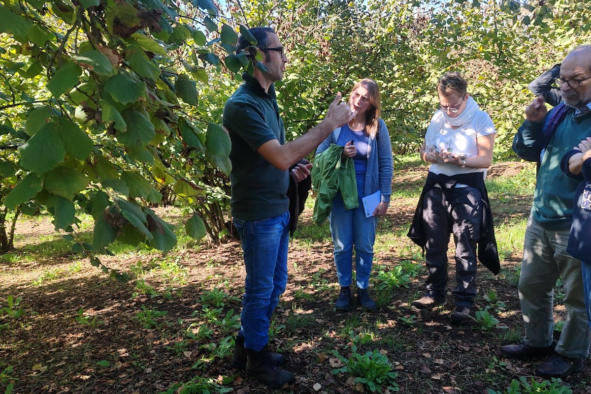 nocciole-noccioleto-agroecologia-multifunzionale-corso-evento-eit-food-settembre-2024-marco-profili-fattoria-lucciano-fonte-agronotizie-1200x800.jpg