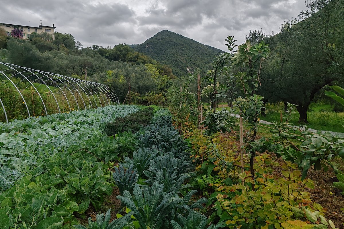 Orticoltura rigenerativa a Radici Farm