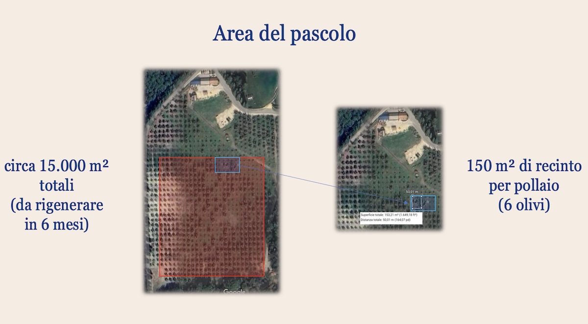 Il pascolo razionale alla Fattoria Triboli