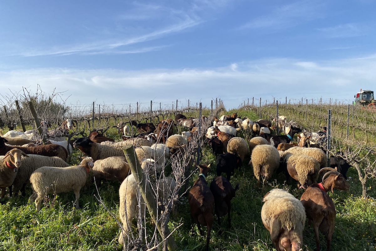 pecore-viticoltura-vigna-vitivinicoltura-portogallo-agricoltura-rigenerativa-pascolo-inerbimento-familia-nicolau-fonte-sergio-nicolau-1200x800.jpg